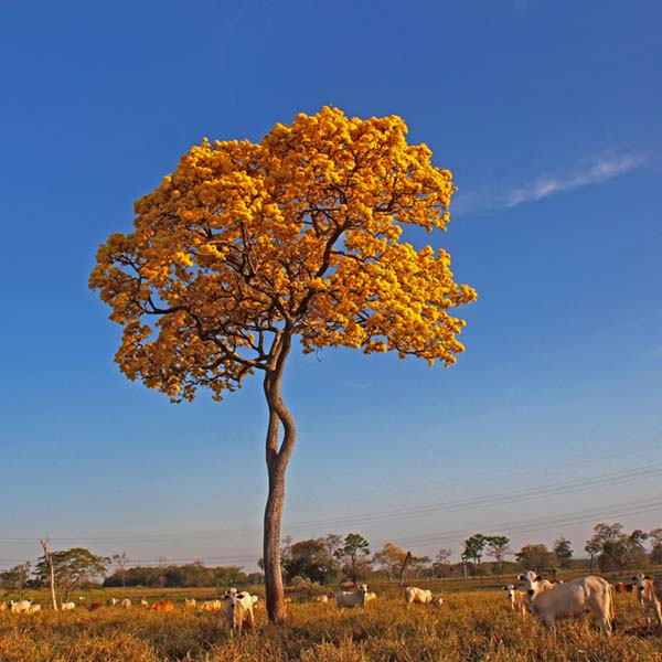 What is Ipe Wood?