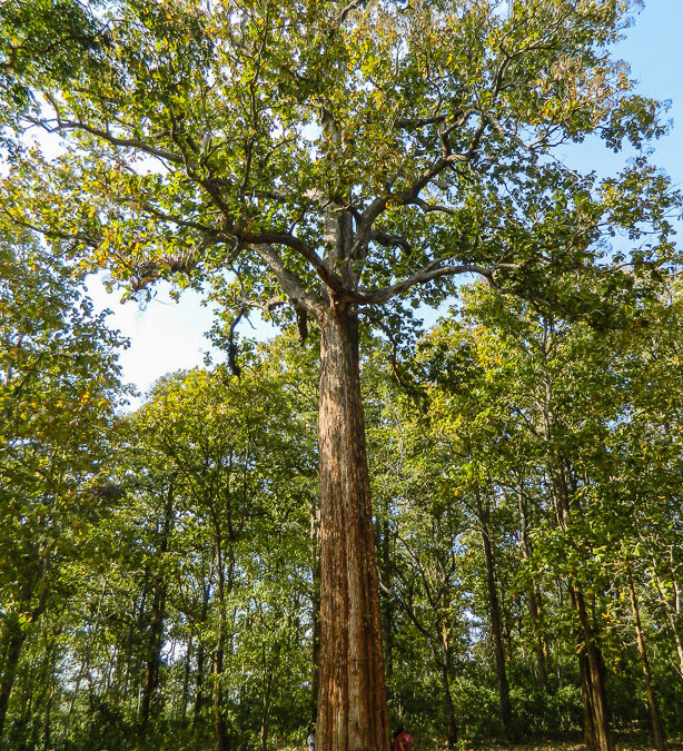 What is Teak Wood?