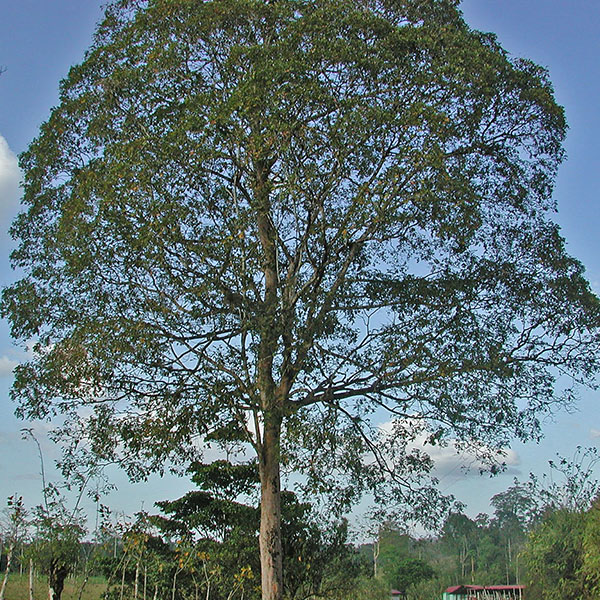 What is Cumaru Wood?